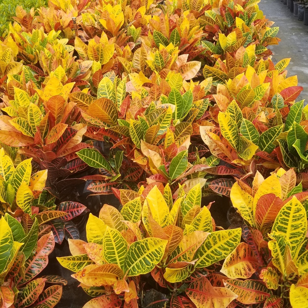 Meet your Posher, Naomi